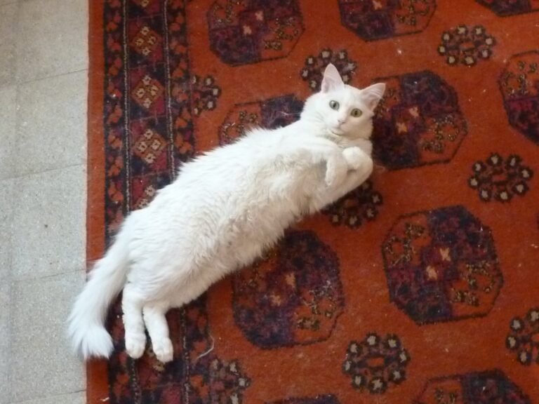 Why Cats Insist on Following You Into the Bathroom