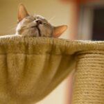 How to Help a Shy Cat Become More Social