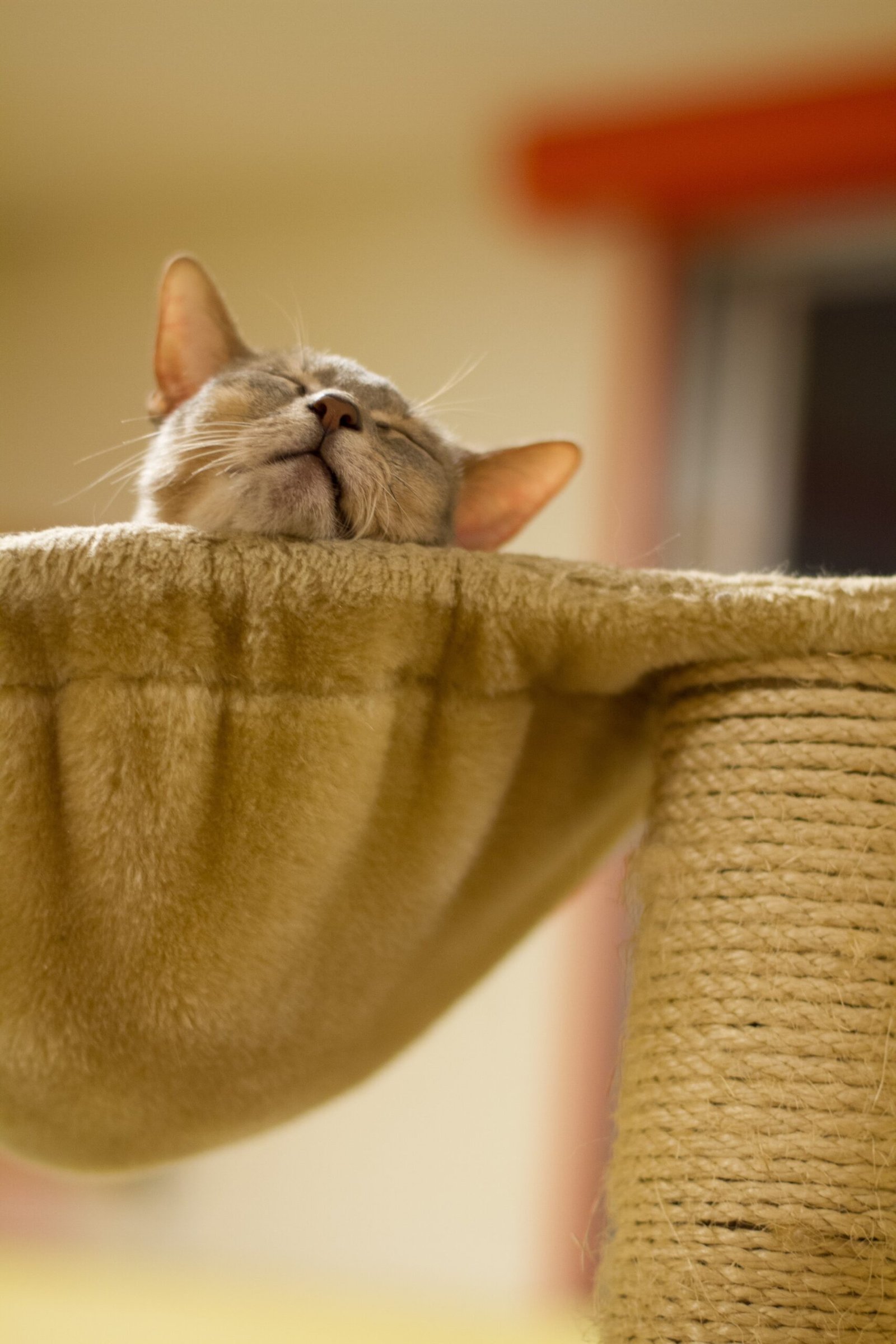 How to Help a Shy Cat Become More Social