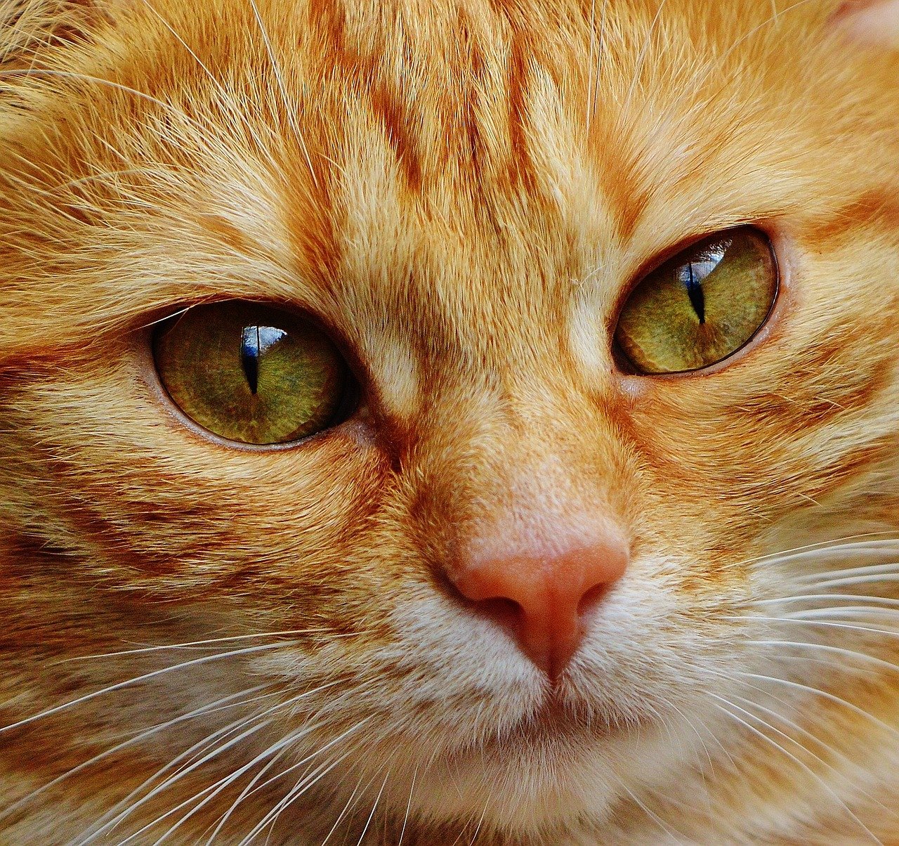 Do Cats Really Know What You Look Like? (image credits: pixabay)