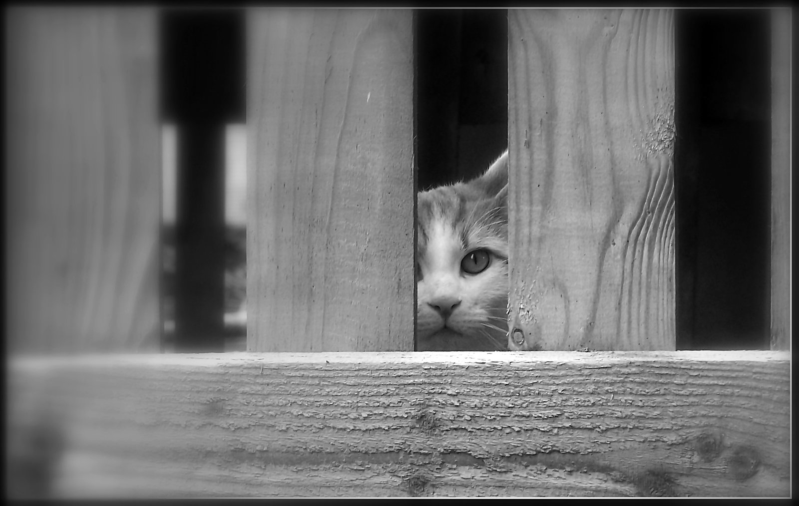 Cats and Strangers: Recognizing the Unfamiliar (image credits: wikimedia)