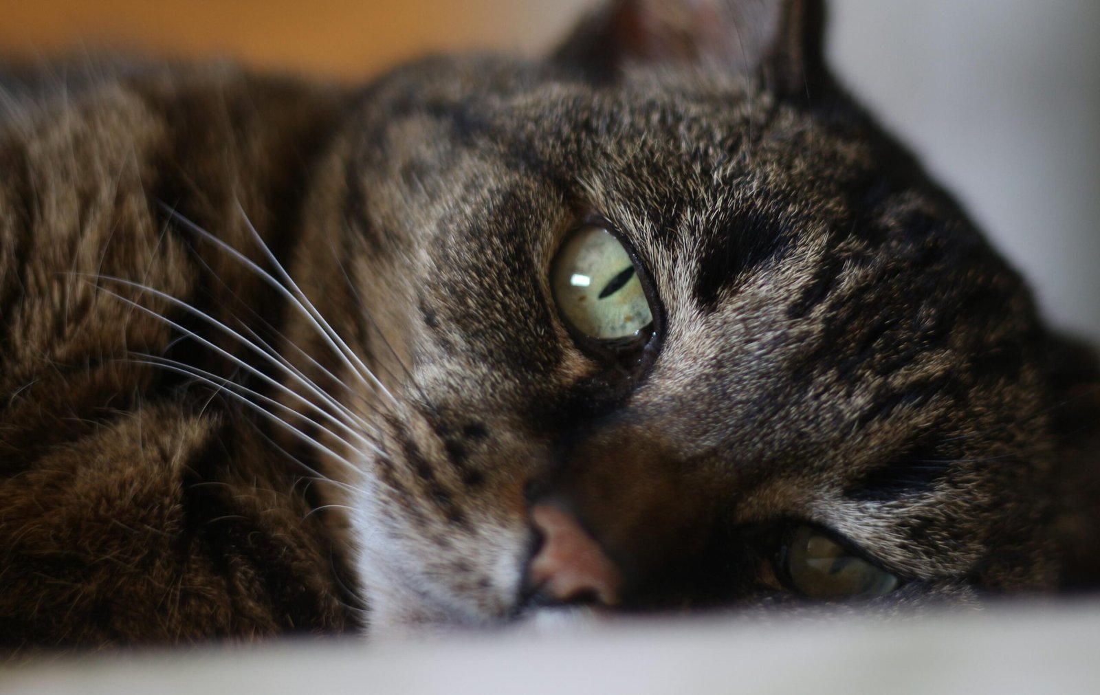 Creating a Cozy Sleeping Environment (image credits: wikimedia)