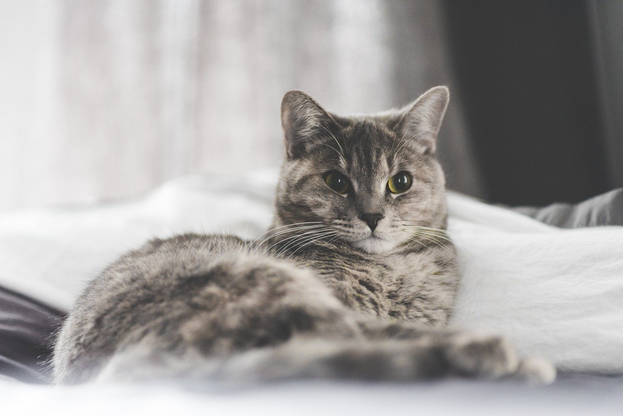 Setting Boundaries in the Bedroom (image credits: pixabay)