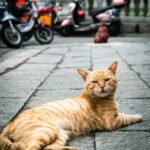 Why Cats Always Sit on the One Person Who Hates Them