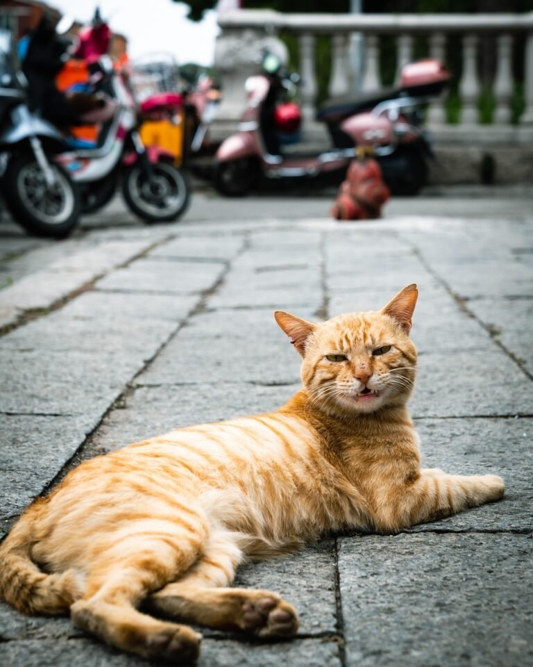 Why Cats Always Sit on the One Person Who Hates Them