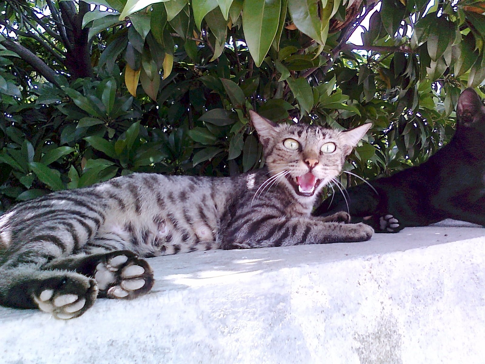 Uncontrolled Aggression Develops (image credits: wikimedia)