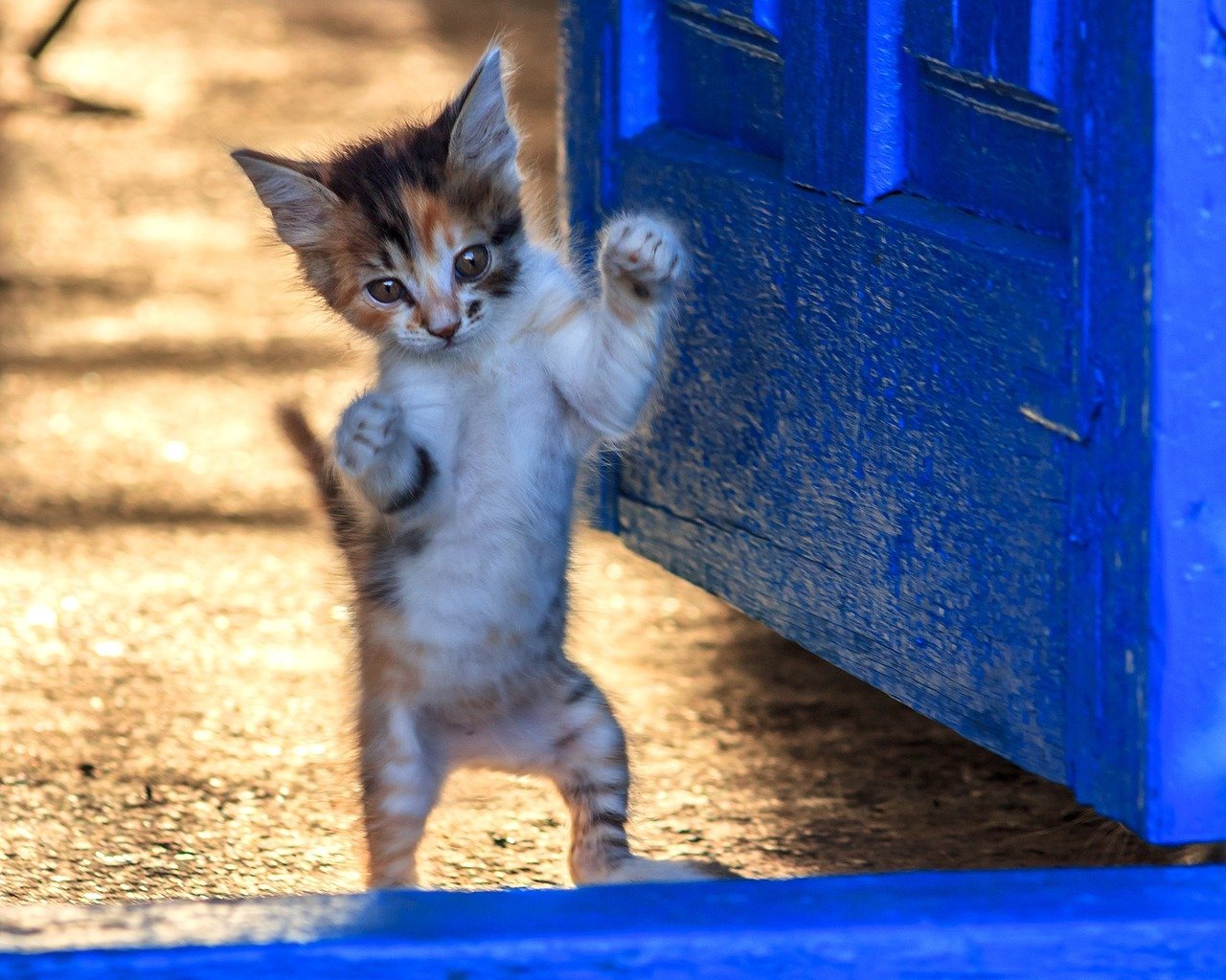 Unwelcome Guests: The Jumping and Climbing Cat (image credits: pixabay)