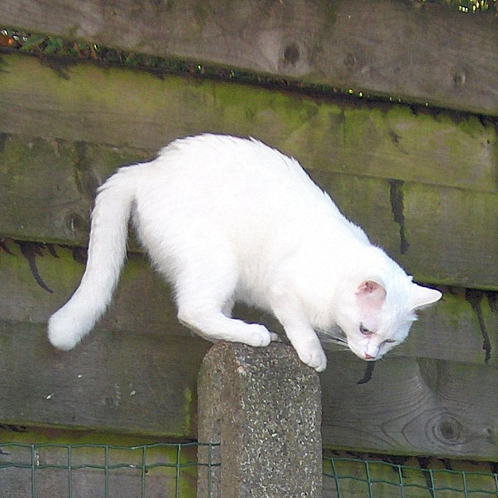 Difficulty Introducing New Pets (image credits: wikimedia)