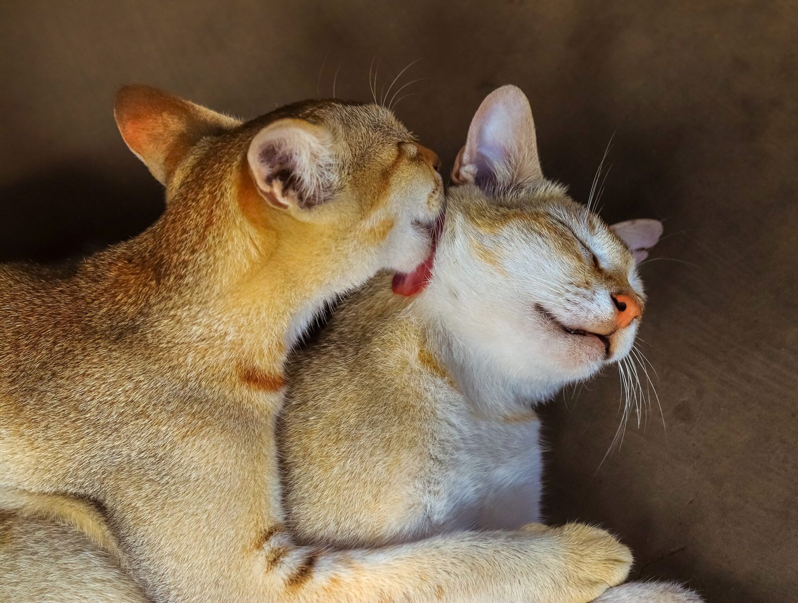 Grooming and Allogrooming Behaviors (image credits: wikimedia)