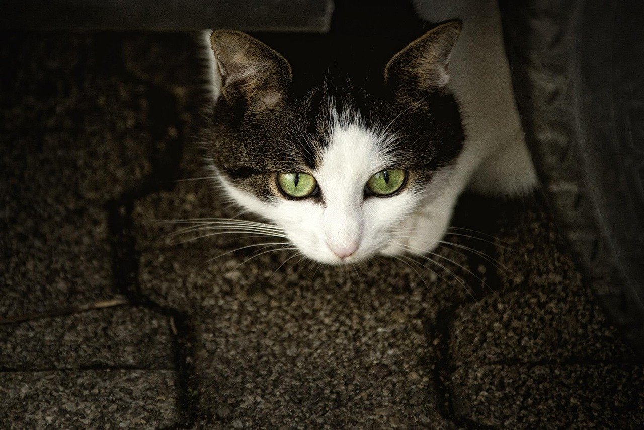 Withdrawal and Hiding (image credits: pixabay)