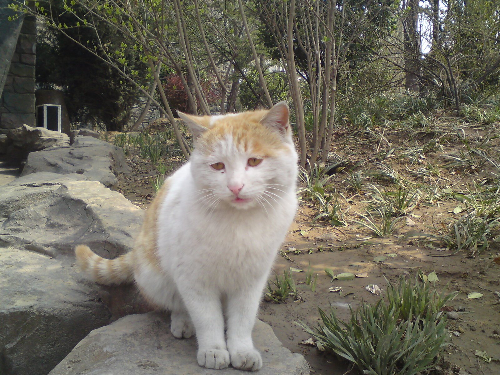 How Long Do Cats Grieve? (image credits: wikimedia)