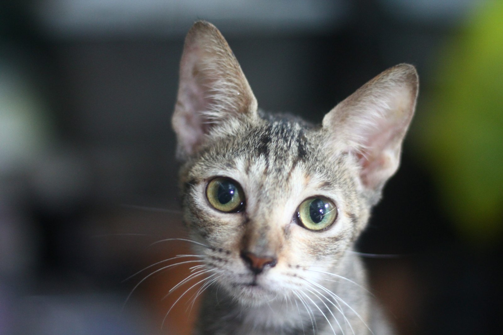 Do Cats Understand Death? (image credits: wikimedia)