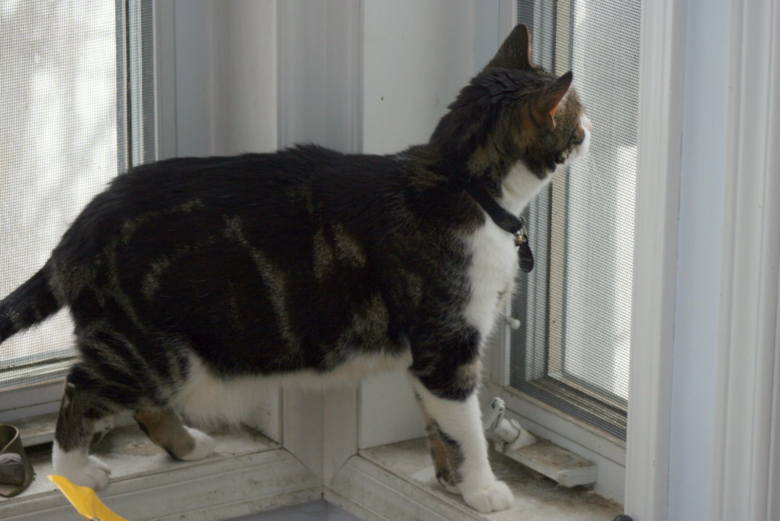 Stories from Real Cat Owners (image credits: wikimedia)