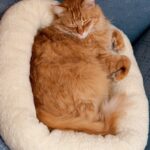 Do Cats Miss Other Cats After They’re Gone?
