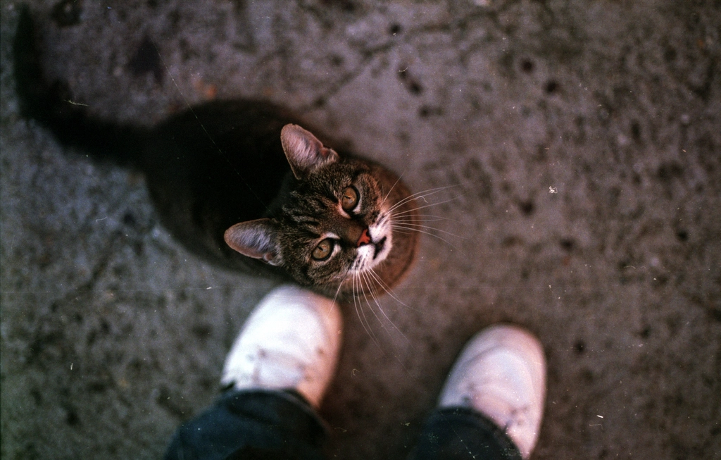 Attention-Seeking Behaviors: The Green-Eyed Kitty (image credits: rawpixel)