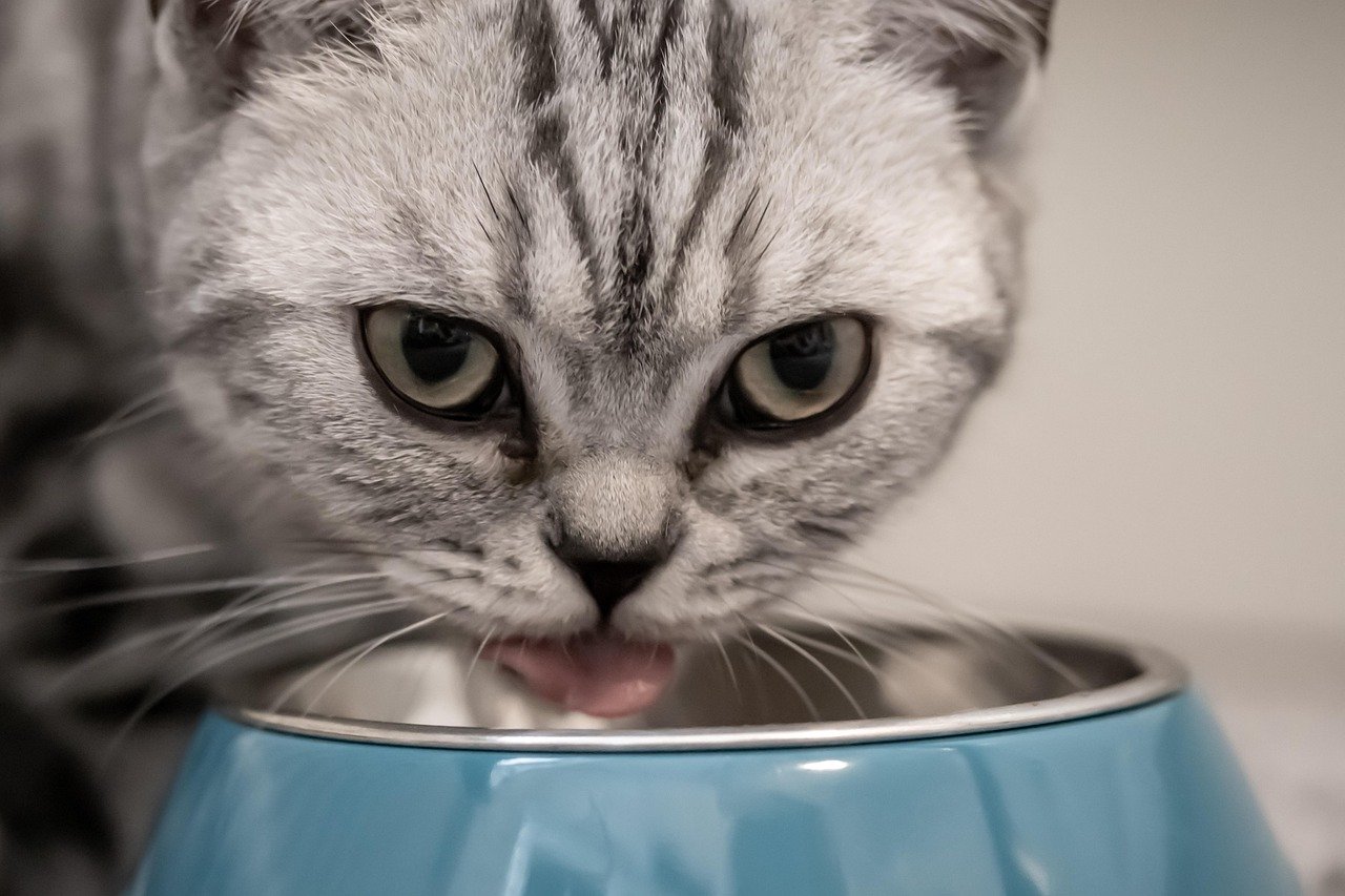 Managing Feeding Time (image credits: pixabay)