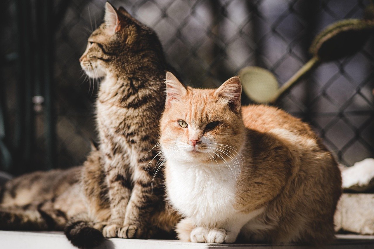 Common Myths About Raising Two Cats (image credits: pixabay)