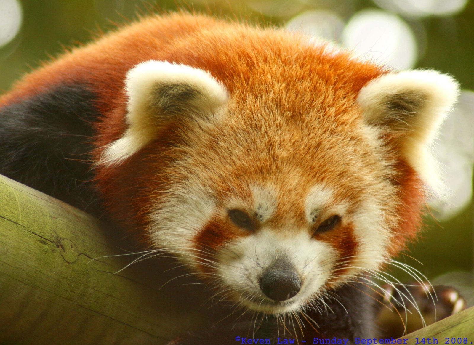 The Dangers of Feeding Human Food (image credits: wikimedia)