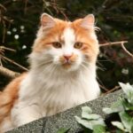 Why Some Cats Are Obsessed With Human Food
