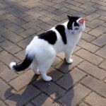 10 Reasons Cats Don’t Want to Be Picked Up (And How to Fix It)
