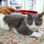 How to Know If Your Cat Likes You or Just Tolerates You
