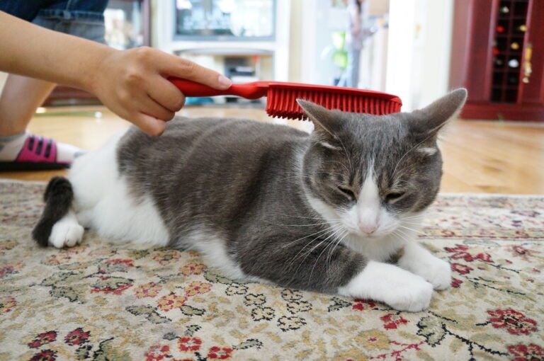 How to Know If Your Cat Likes You or Just Tolerates You
