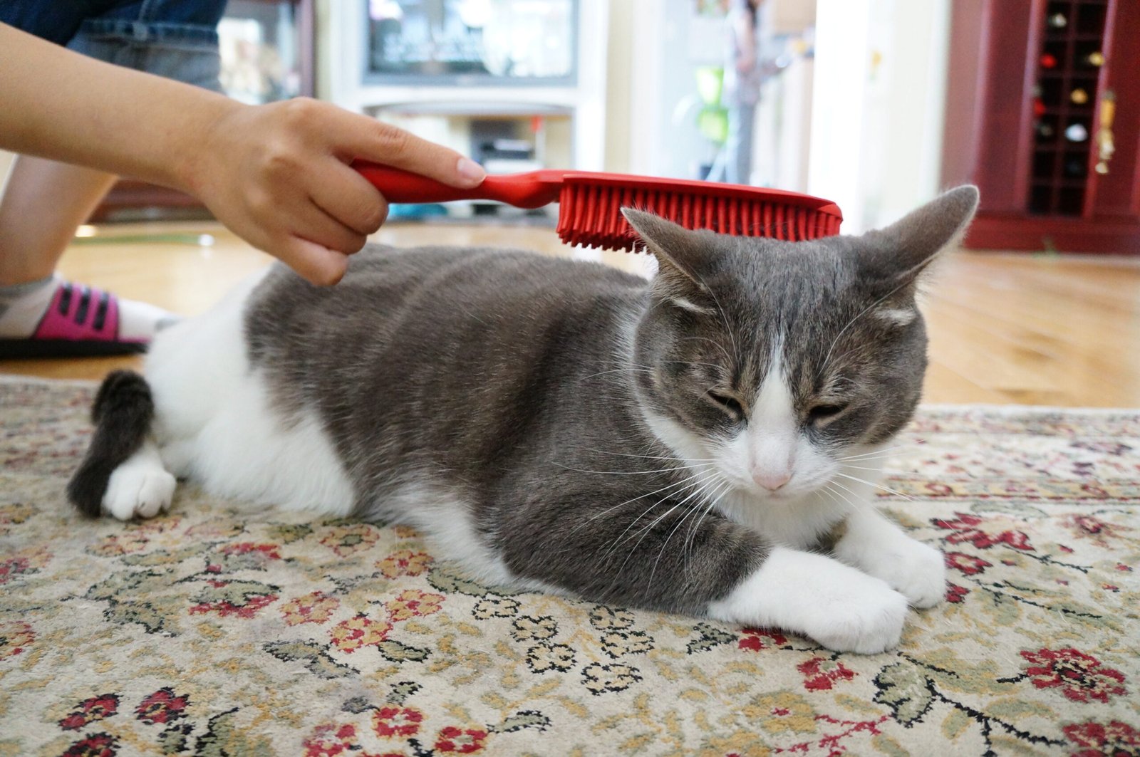 How to Know If Your Cat Likes You or Just Tolerates You