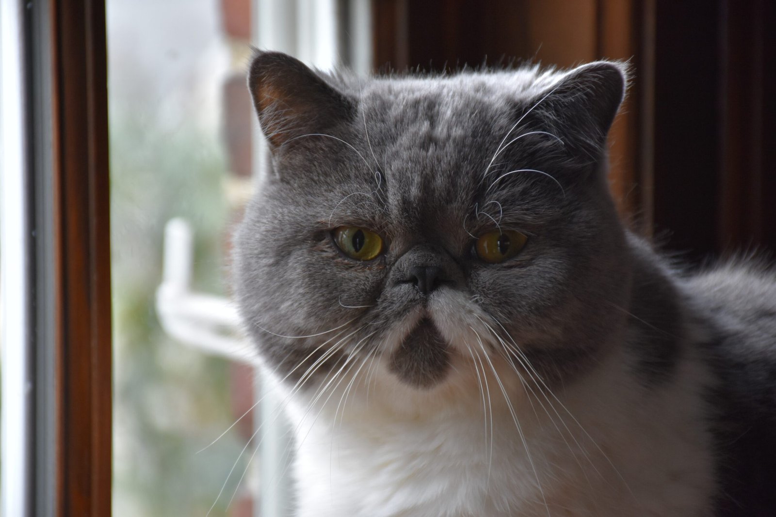 Exotic Shorthair: The Easygoing Cuddlebug (image credits: wikimedia)