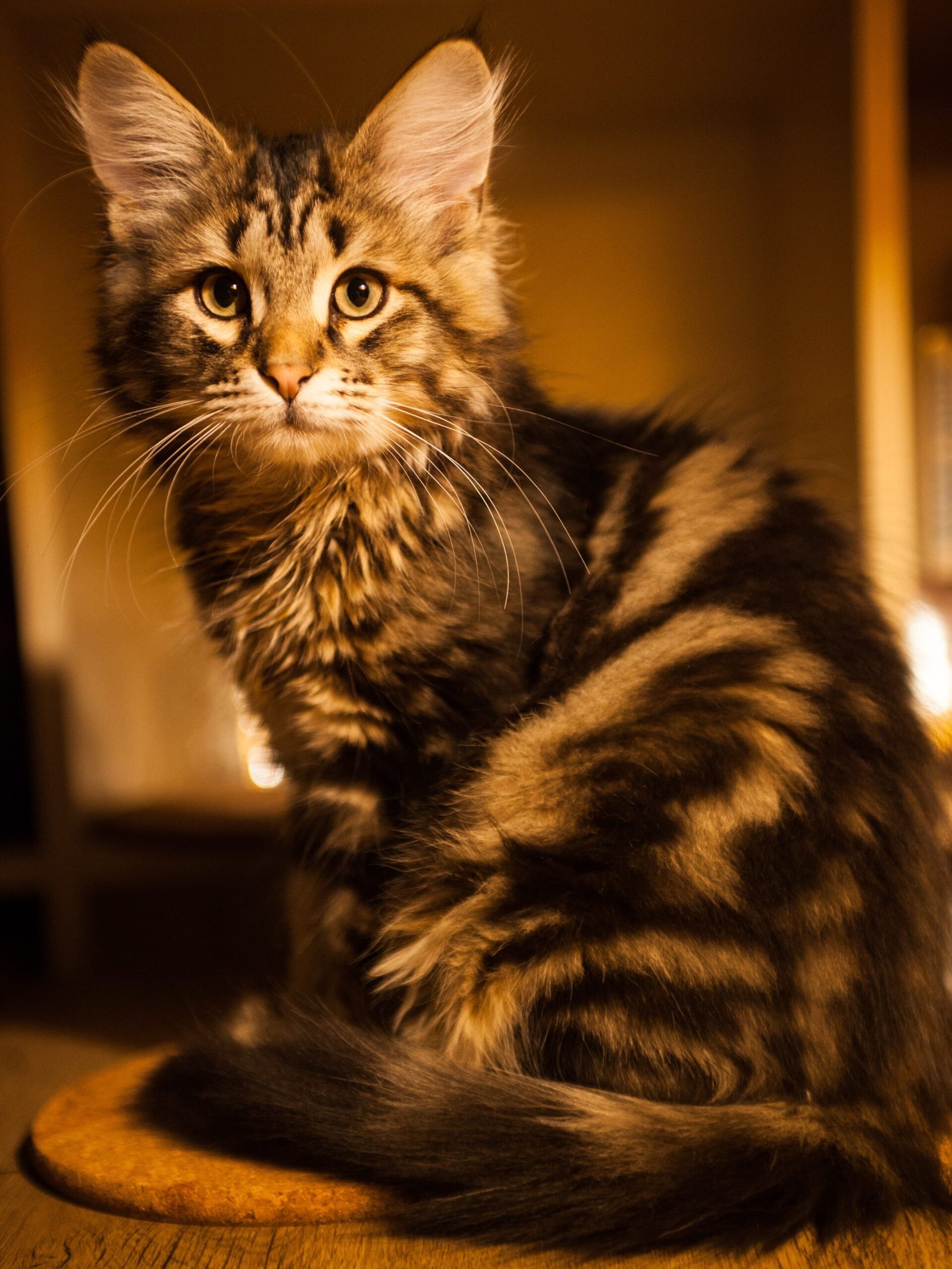 Siberian: The Adventurous Softie (image credits: wikimedia)