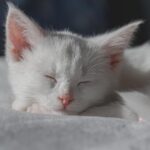 Why Cats Make the Best Pets for Work-from-Home People