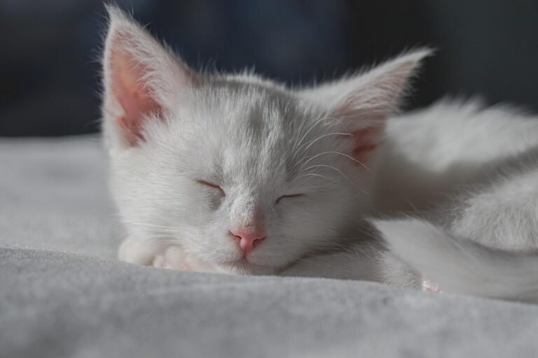 Why Cats Make the Best Pets for Work-from-Home People