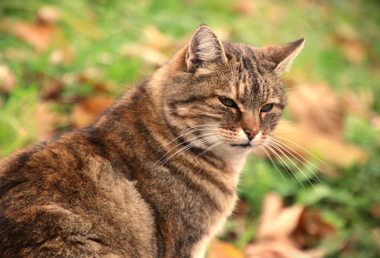 Lethargy and Lack of Interest (image credits: pixabay)
