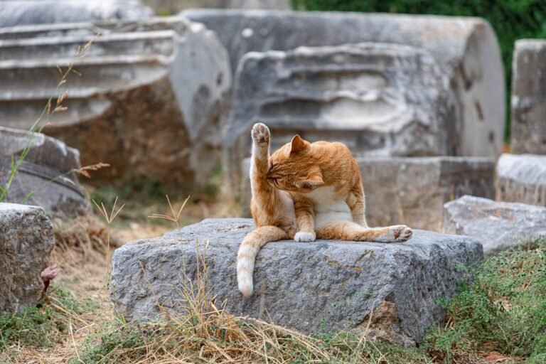How to Tell If Your Cat Is Bored — and What to Do About It