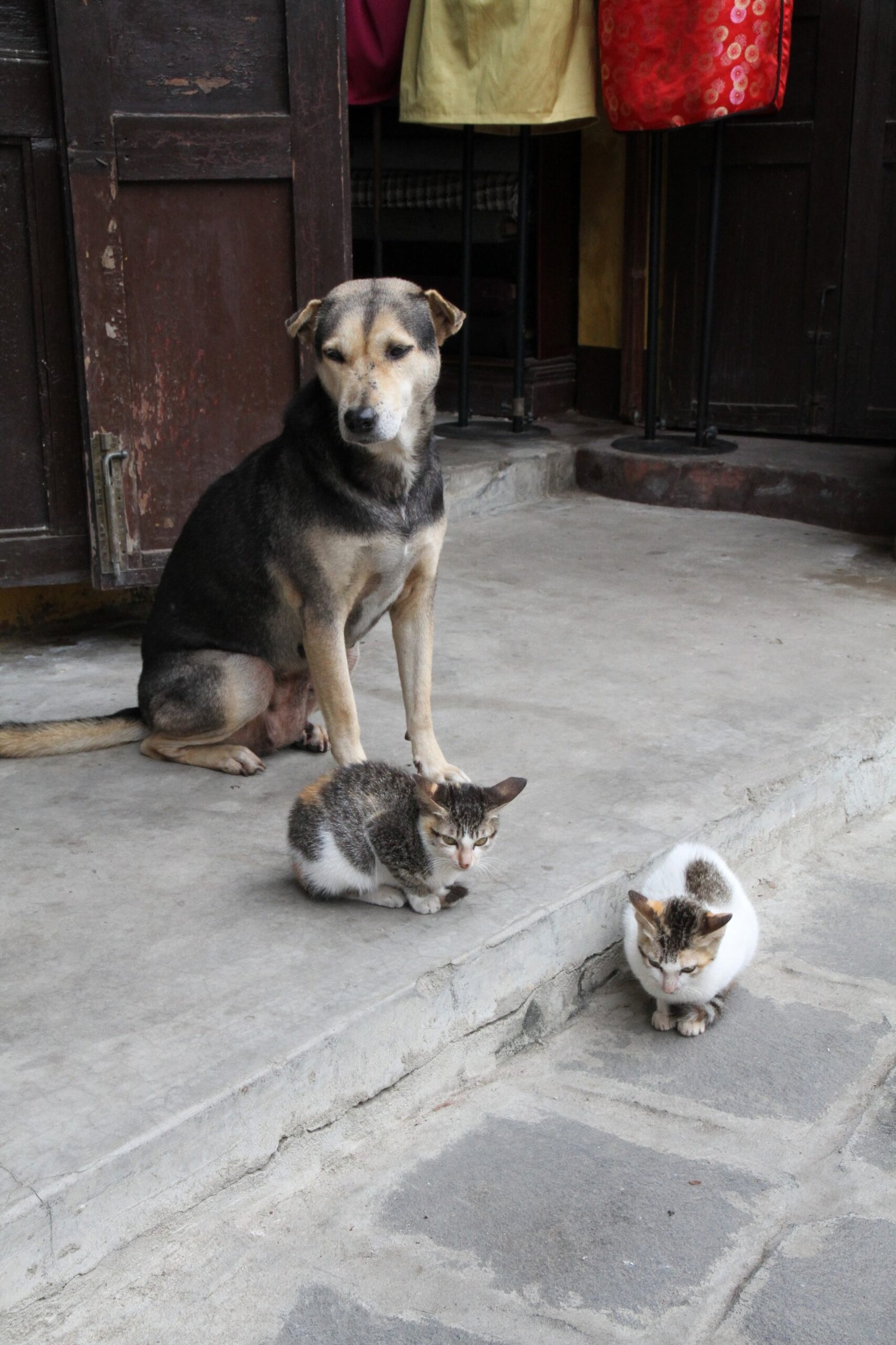 The Impact of Domestication (image credits: wikimedia)