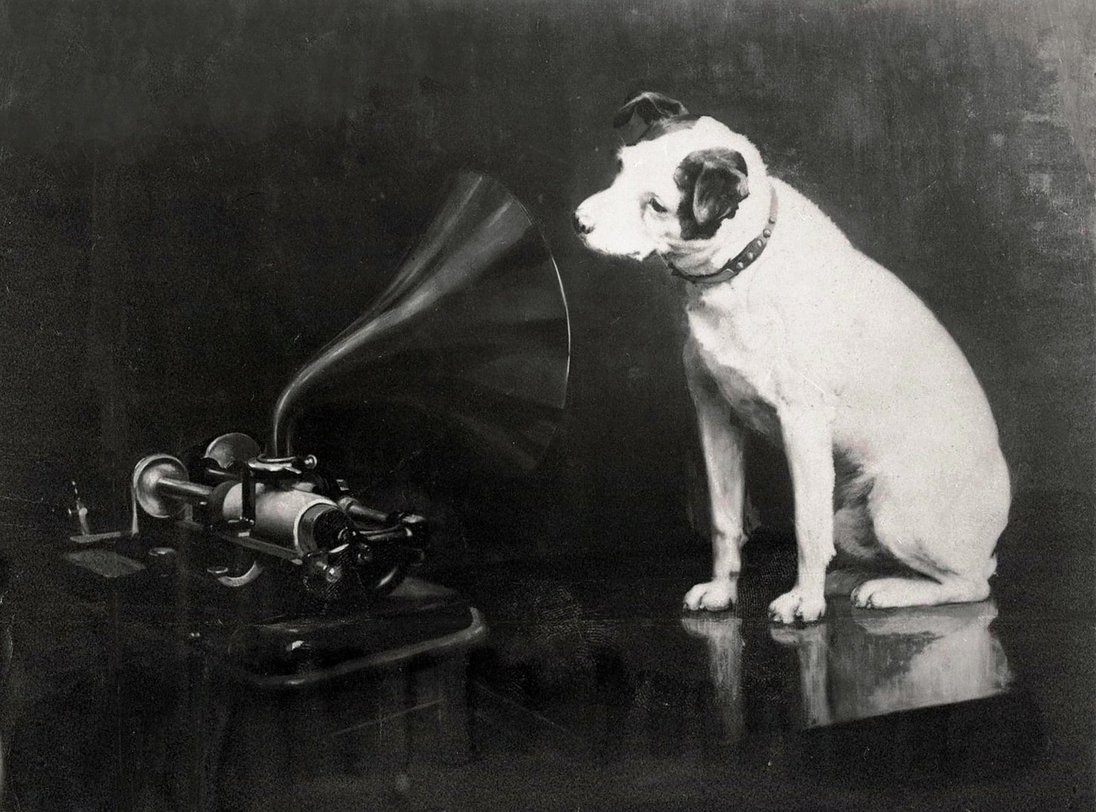 Dogs and Vocal Cues (image credits: wikimedia)