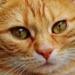 Do Cats Understand Human Emotions Better Than Dogs?