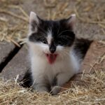 Why Some Cats Seem to Dislike New People Instantly