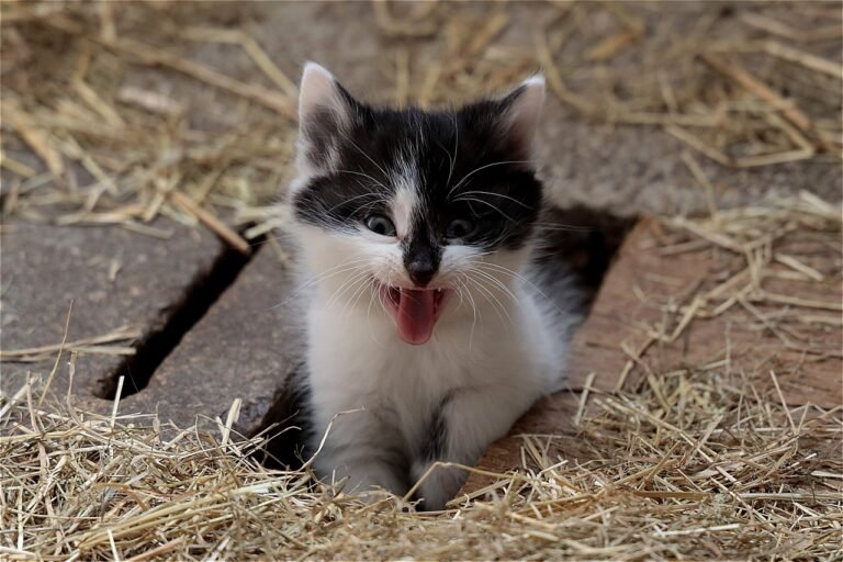 Why Some Cats Seem to Dislike New People Instantly
