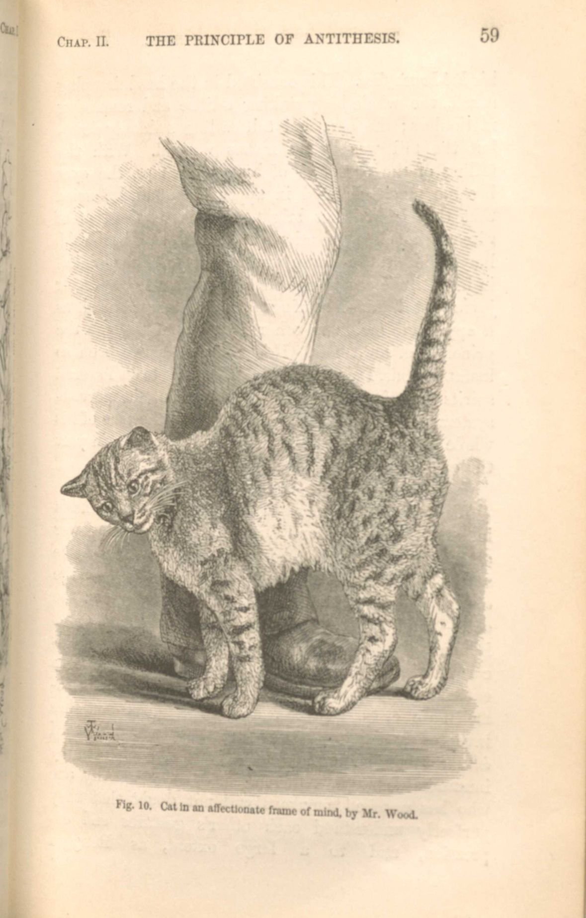 Do Cats Mirror Our Moods? (image credits: wikimedia)