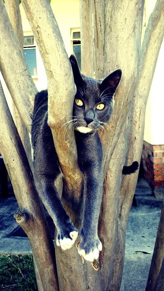 Unpredictable Zoomies (image credits: wikimedia)