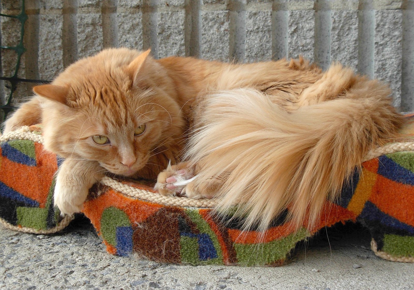 Endearing Clumsiness (image credits: wikimedia)