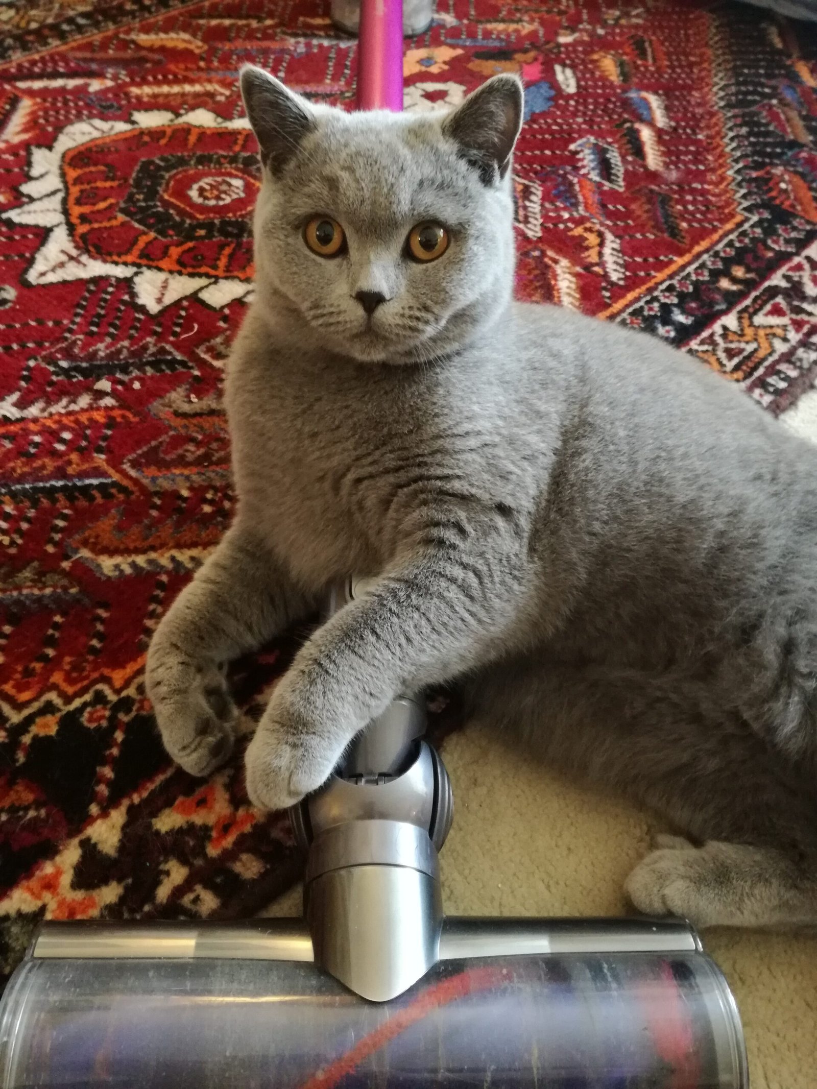 “Helping” with Household Chores (image credits: wikimedia)