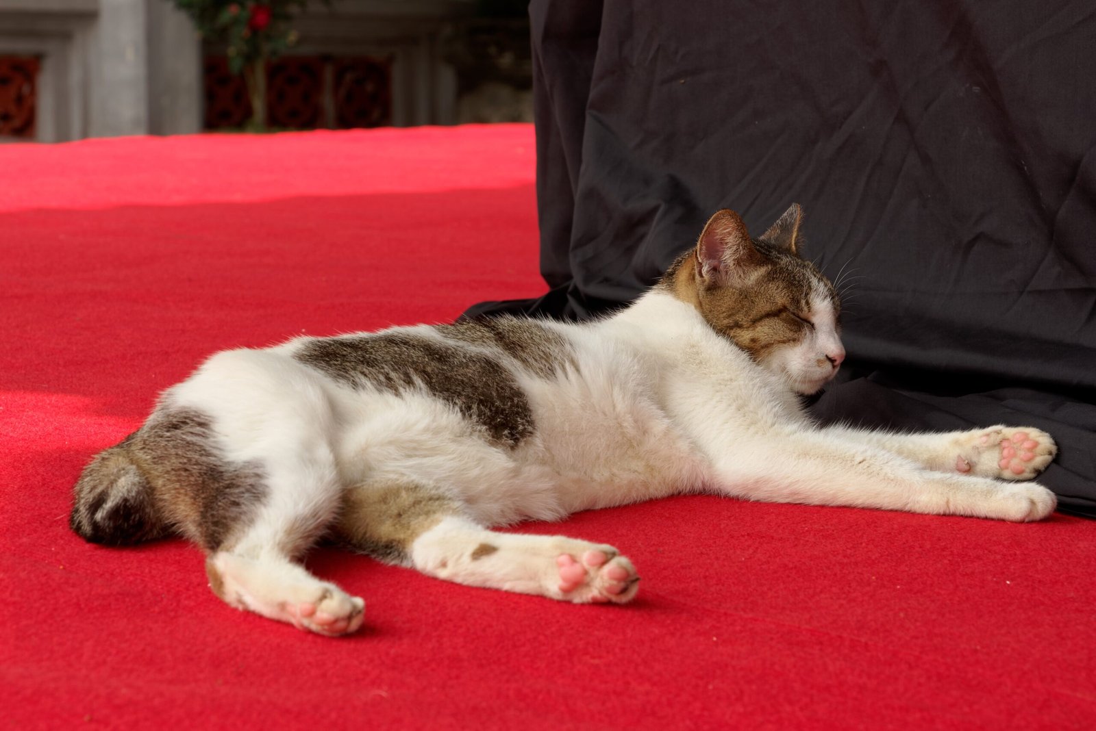 Unusual Sleeping Habits (image credits: wikimedia)