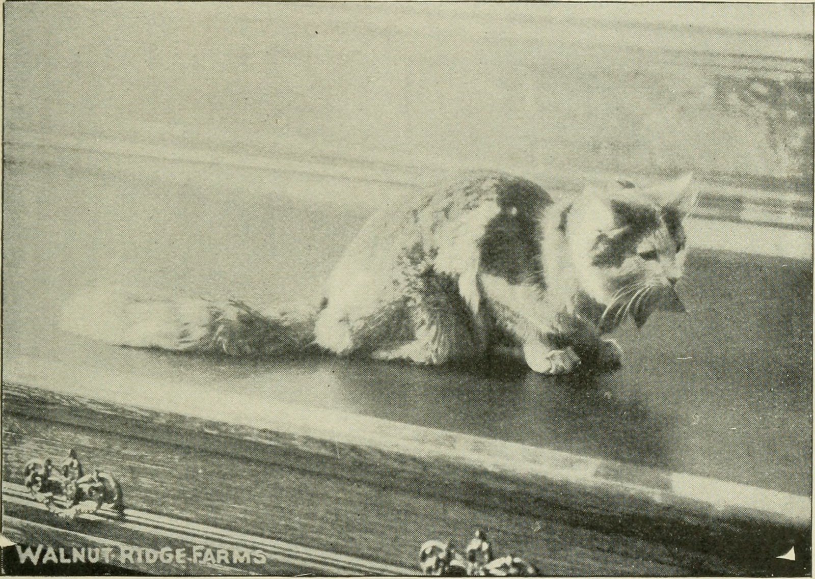 Instant Internet Celebrities (image credits: wikimedia)