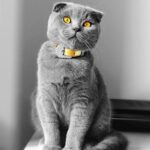 Could This Be the Funniest Cat Breed on the Planet?