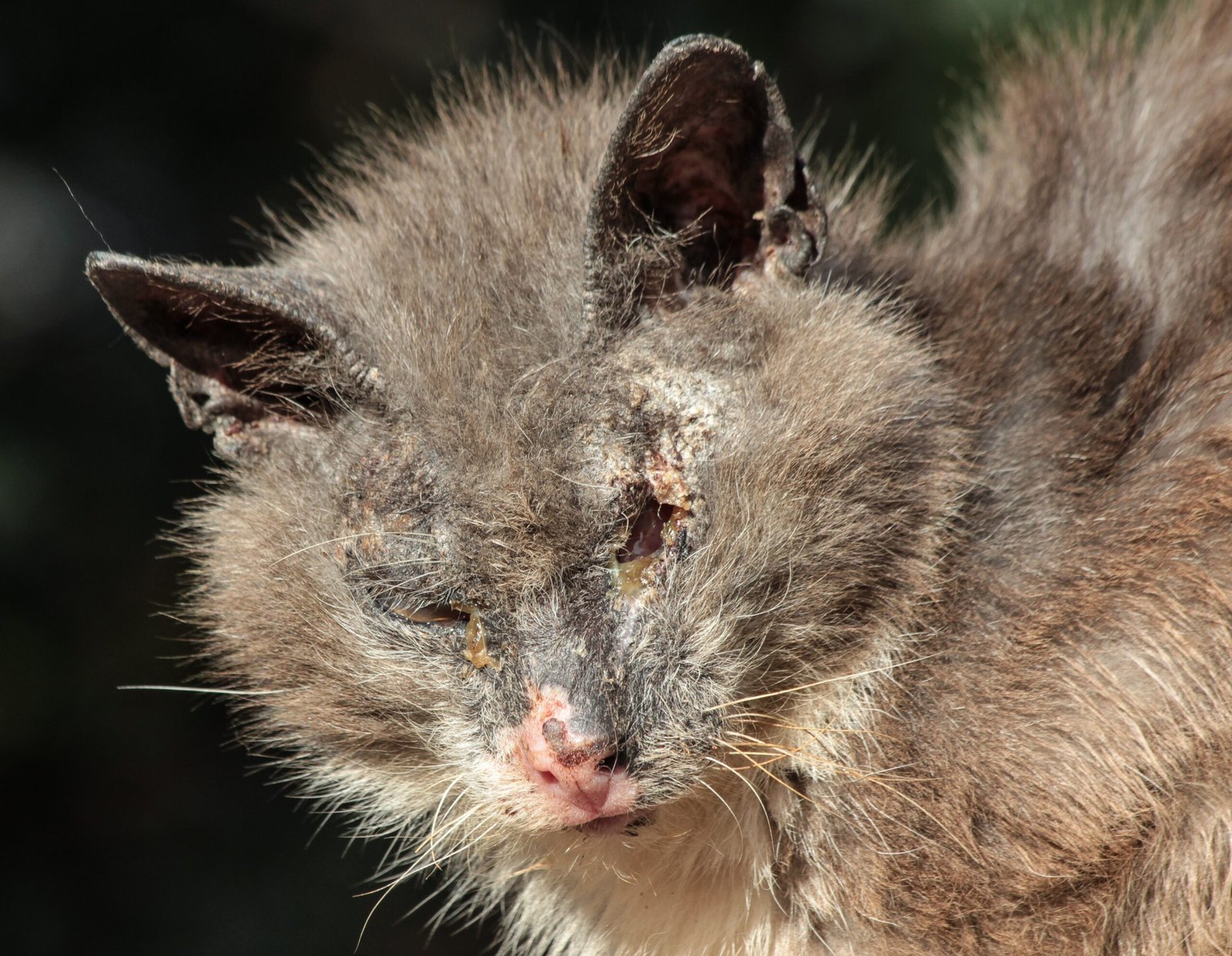 They Understand Cause and Effect (image credits: wikimedia)