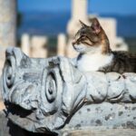 10 Signs Your Cat Might Be Smarter Than Your Dog