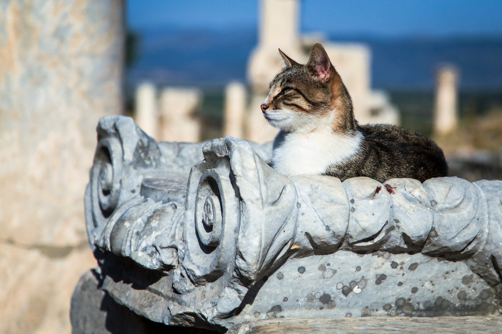 10 Signs Your Cat Might Be Smarter Than Your Dog