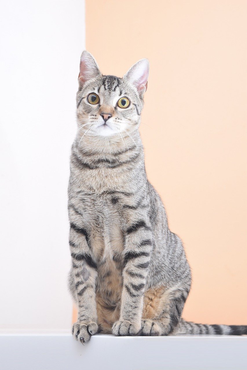 Handling Vet Visits and Medical Routines (image credits: pixabay)