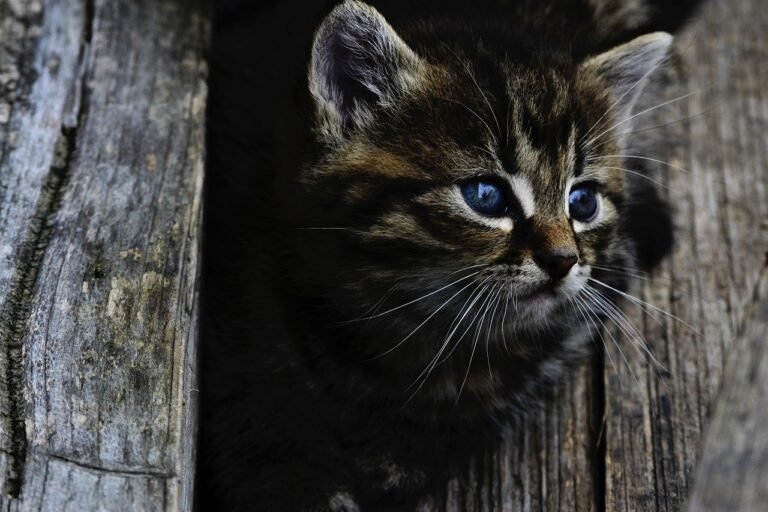How to Create a Cat Routine That Makes Them Feel Secure